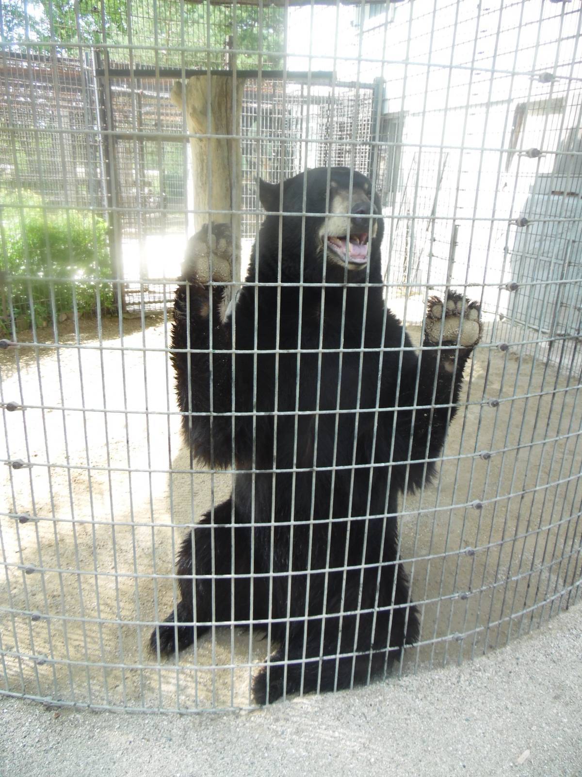 Black Bear Exhibit