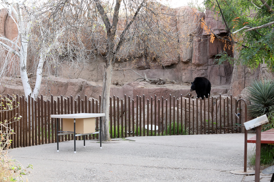 black bear exhibit