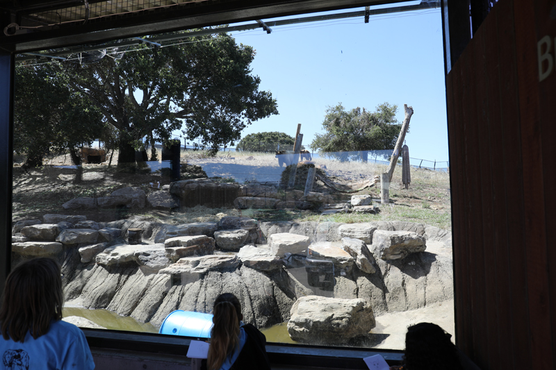 black bear exhibit