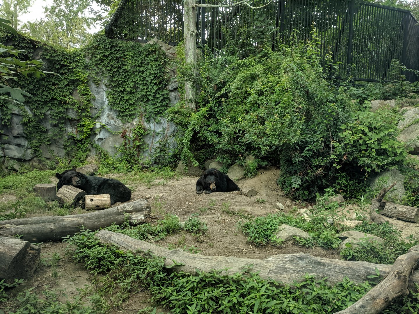Black Bear Exhibit