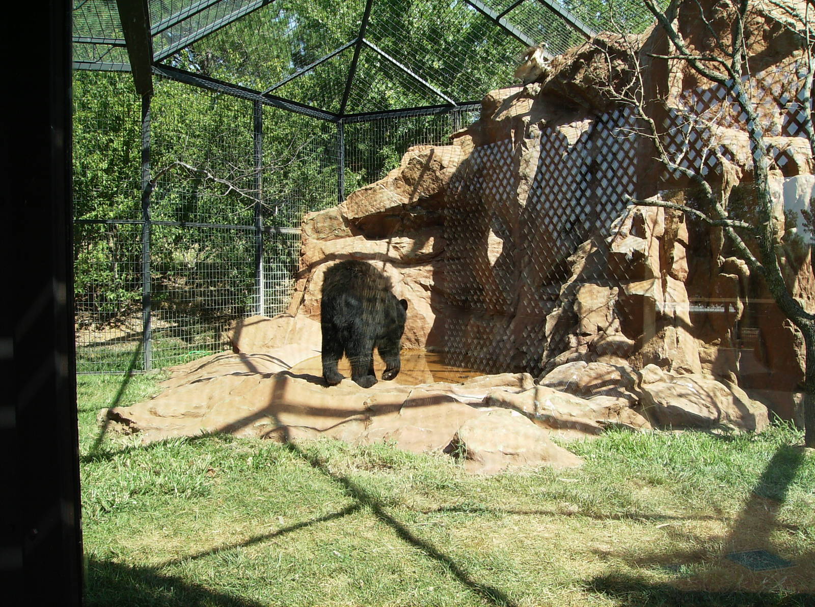 Black Bear exhibit