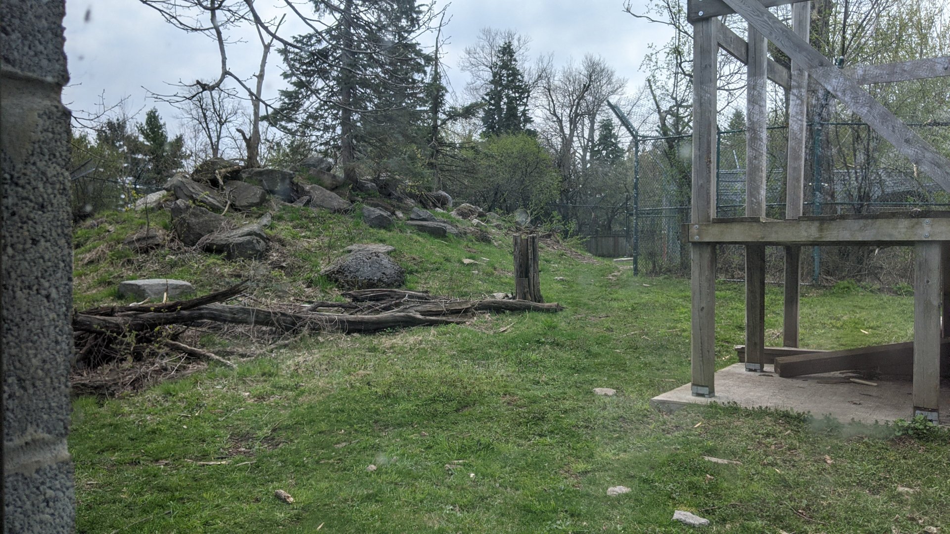 Black Bear exhibit