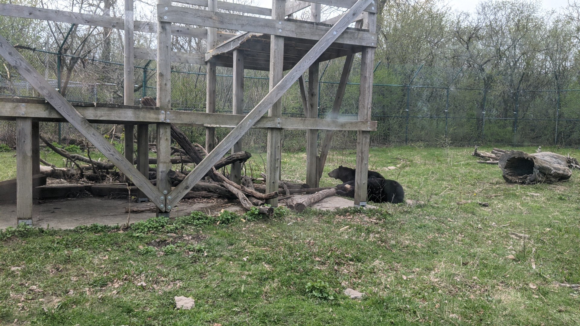 Black Bear exhibit