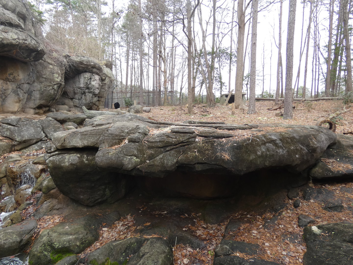 Black Bear exhibit