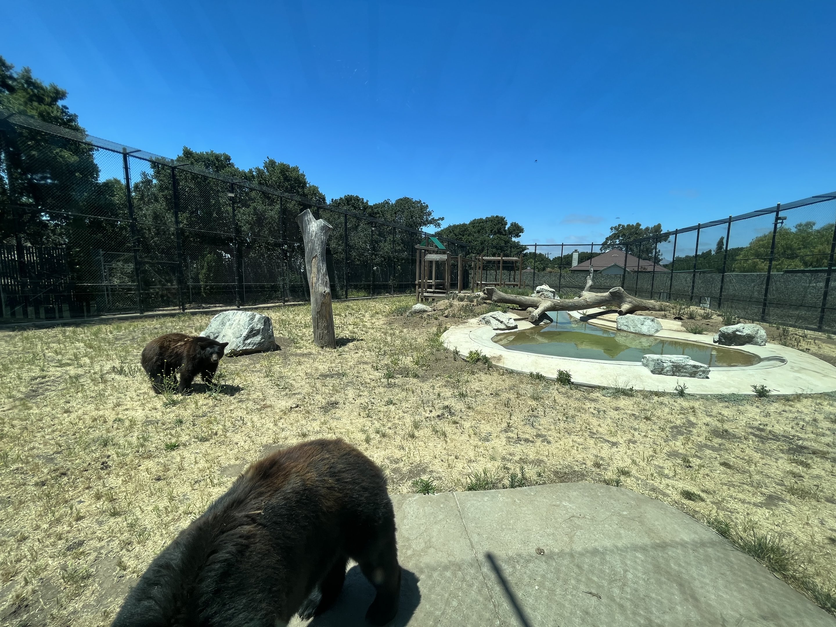 Black Bear Exhibit