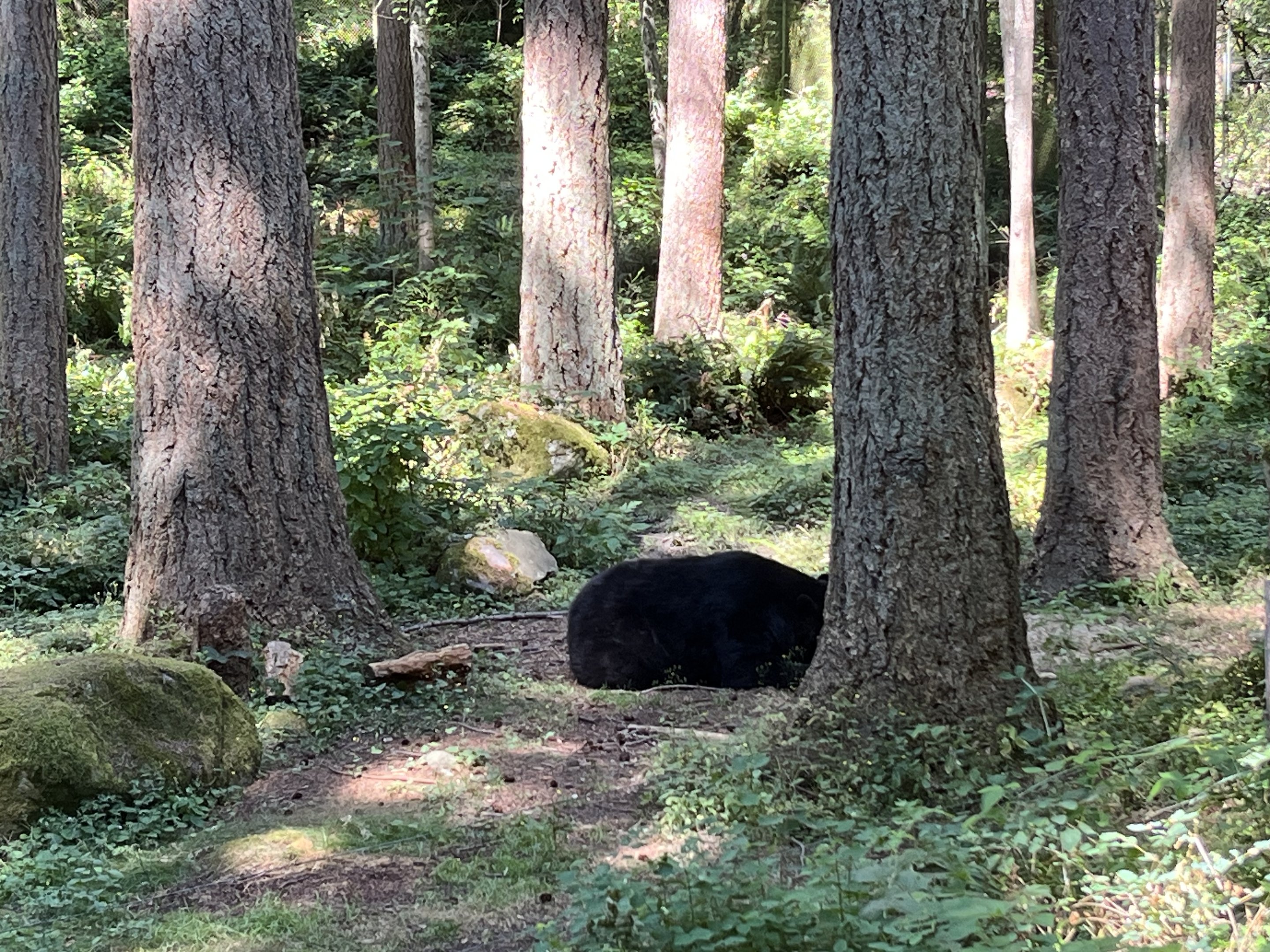Black Bear Exhibit