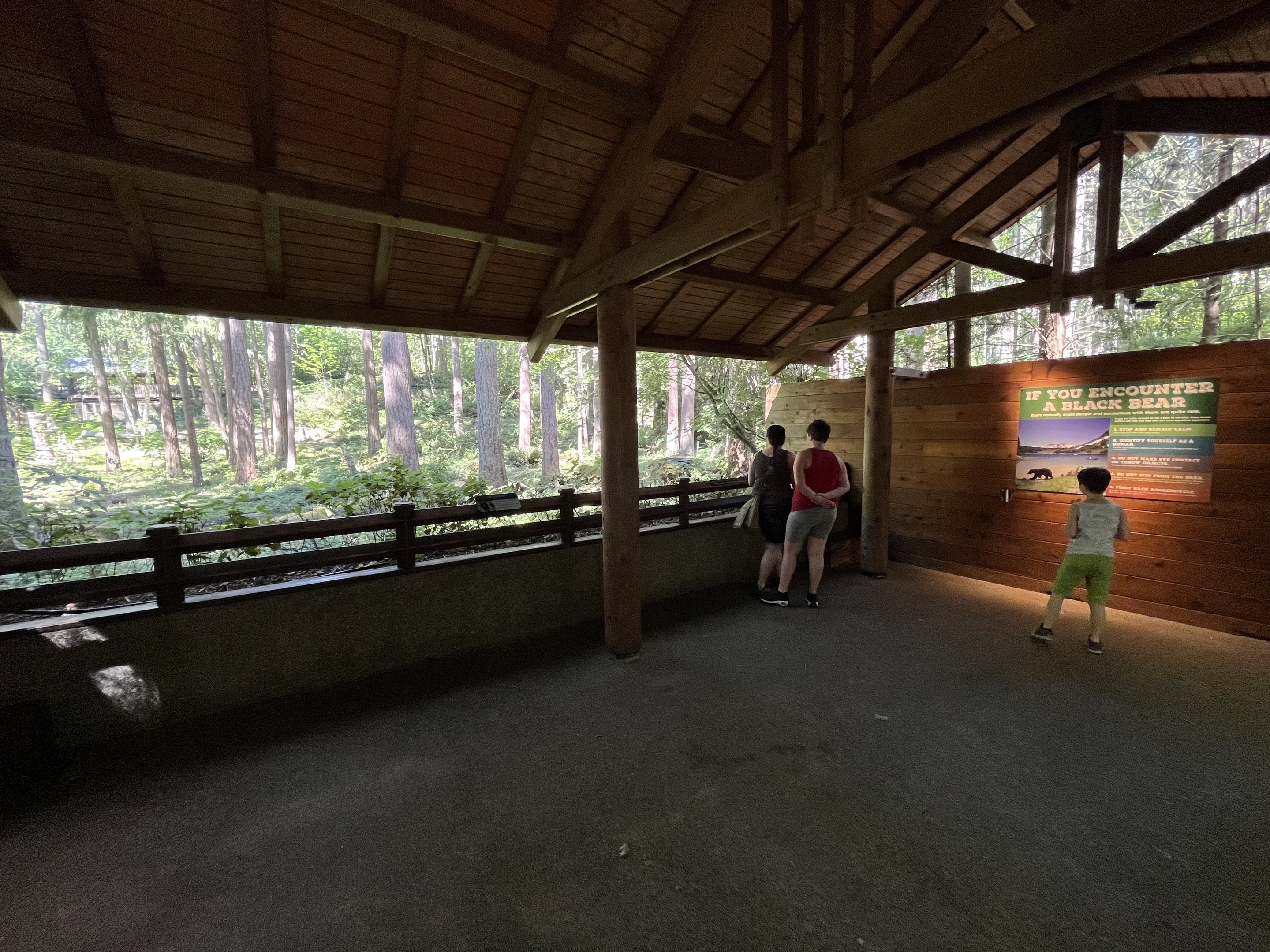 Black Bear Exhibit