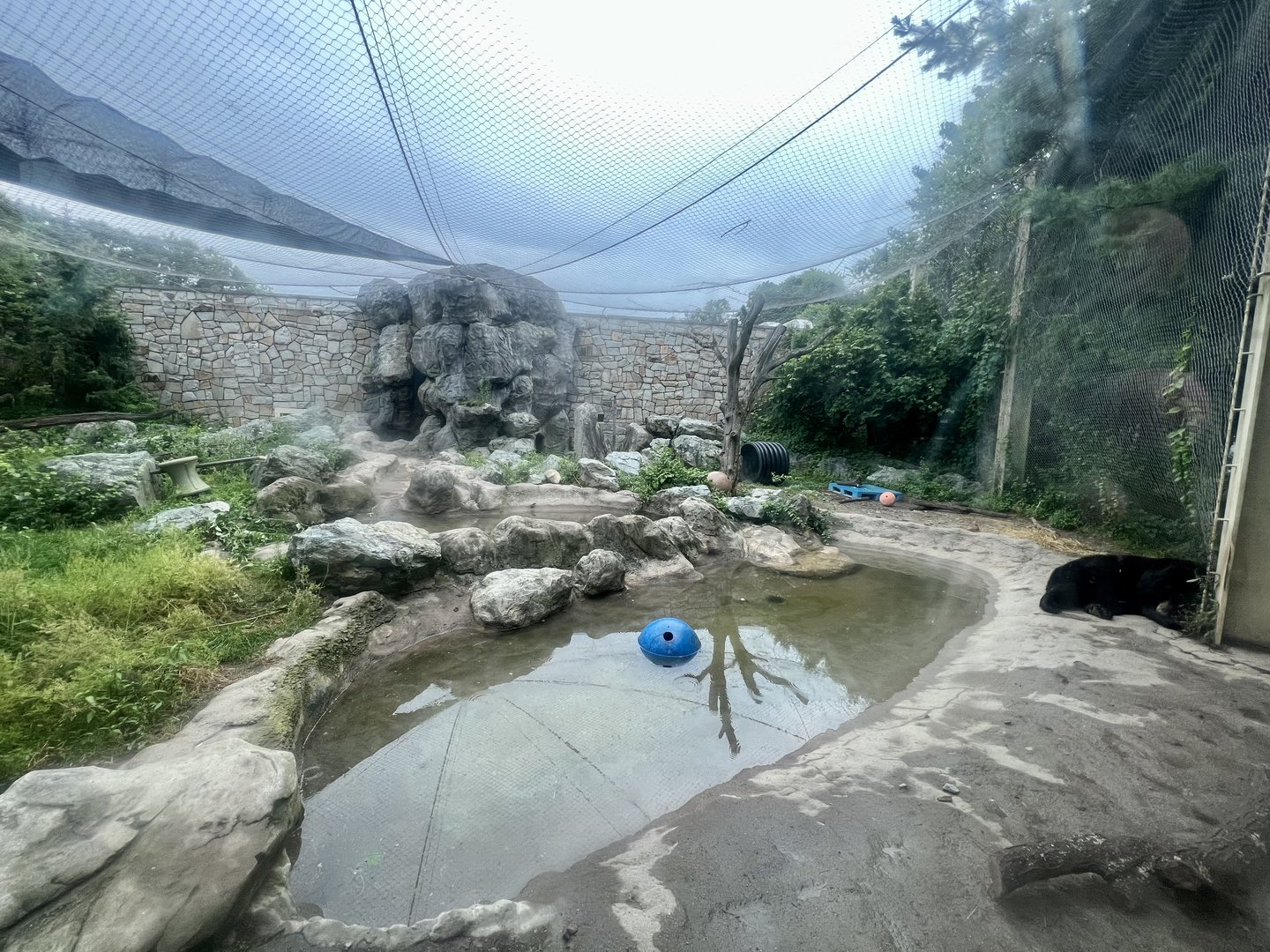 Black Bear Exhibit