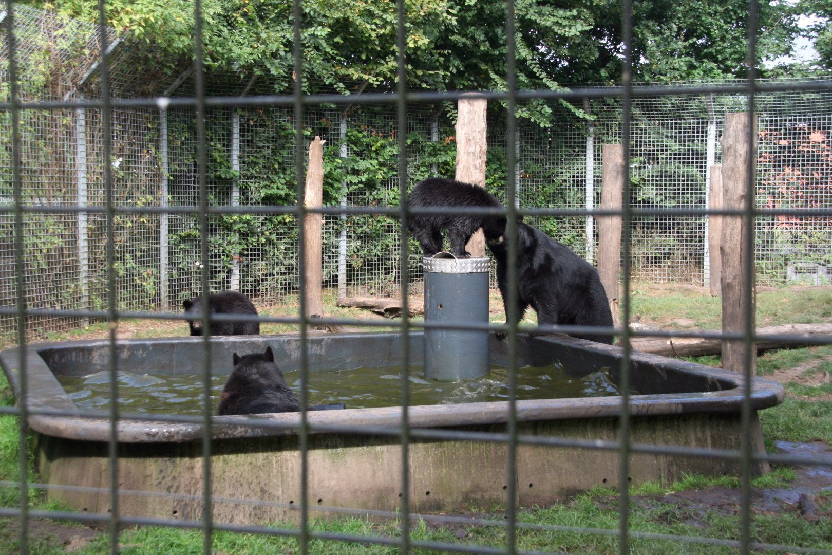Black bear family