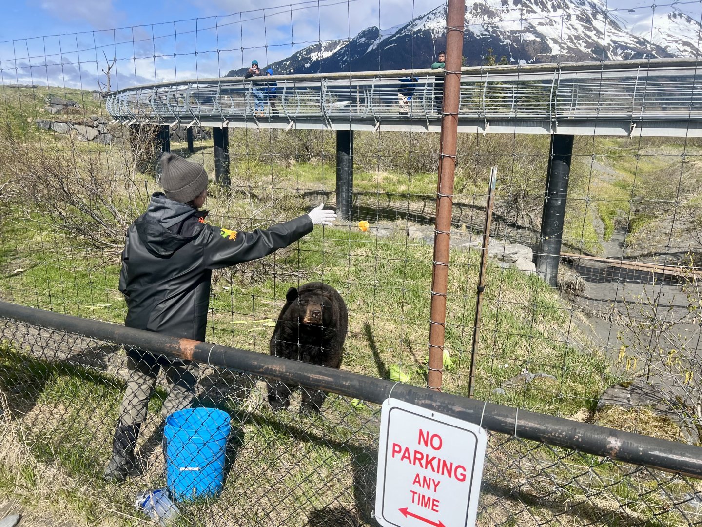 Black Bear feeding