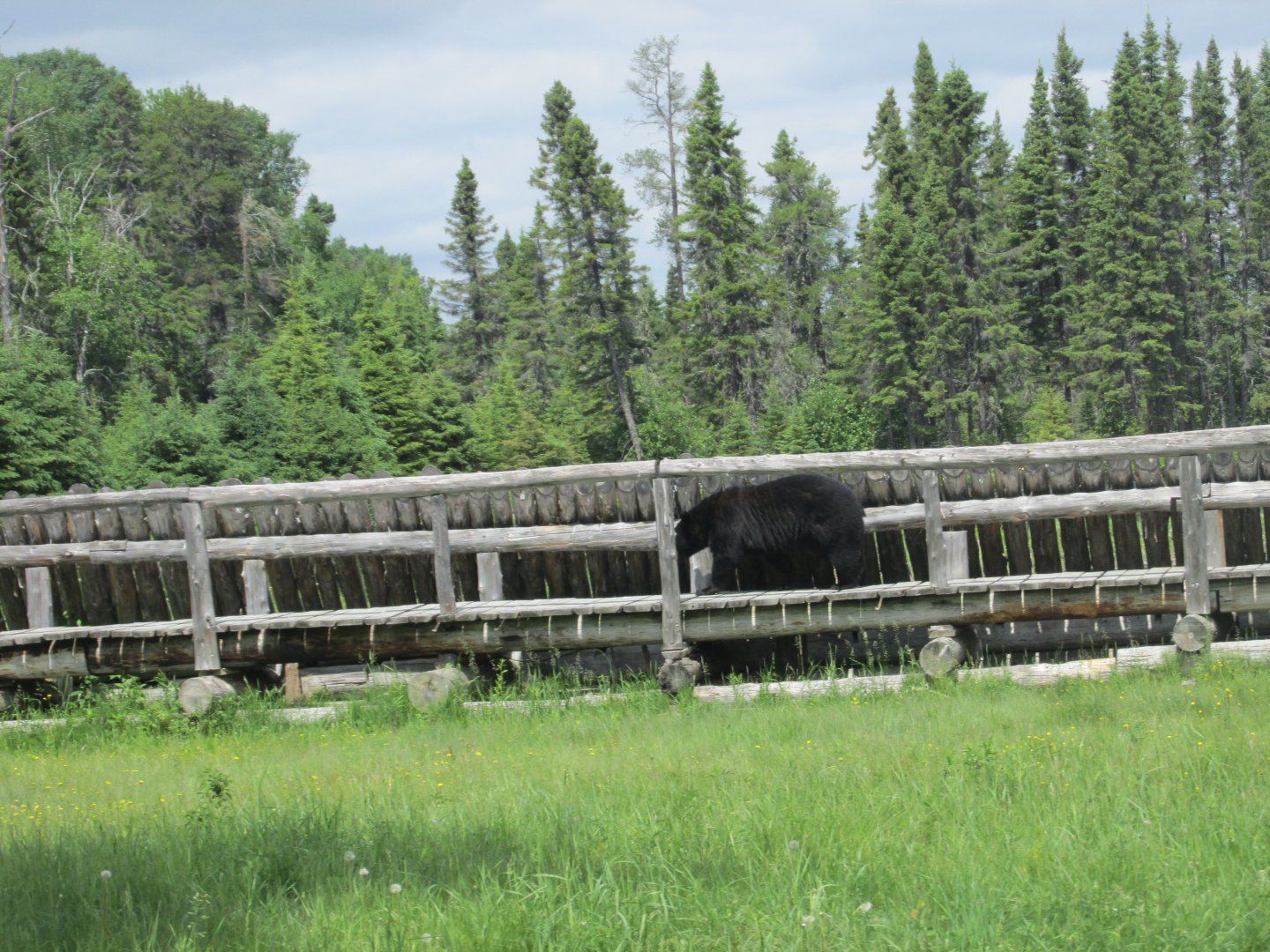 Black bear from train