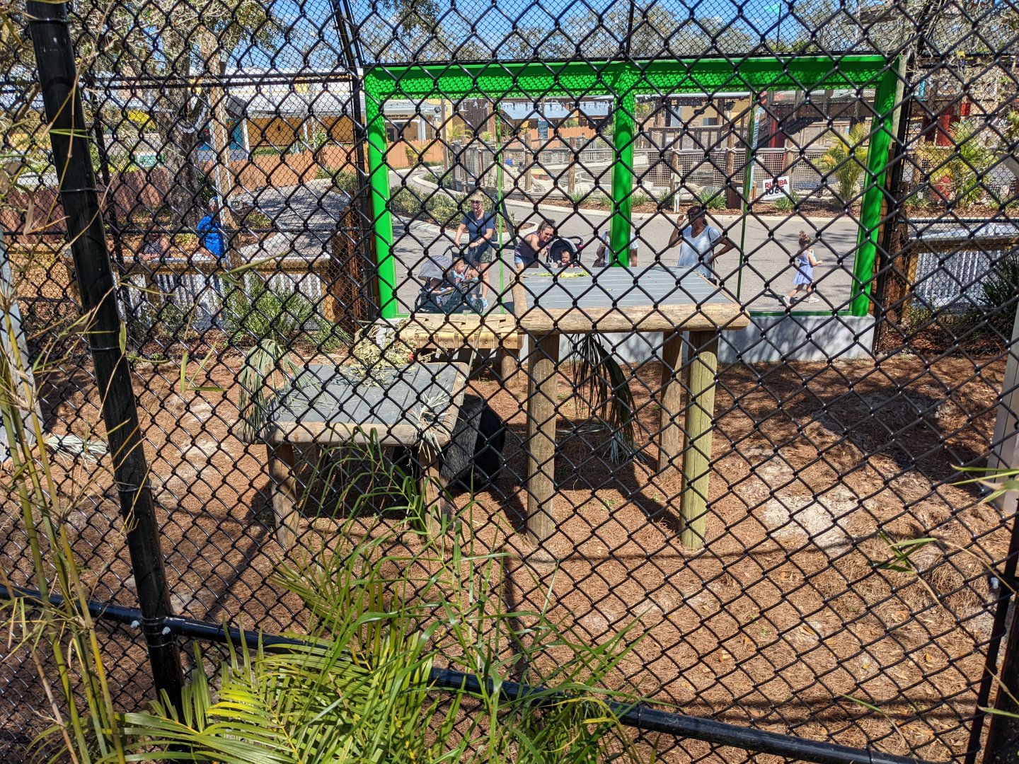 Black bear habitat #1