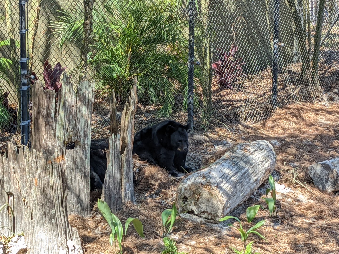 Black bear habitat #2