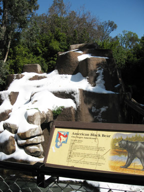 black bear habitat with snow