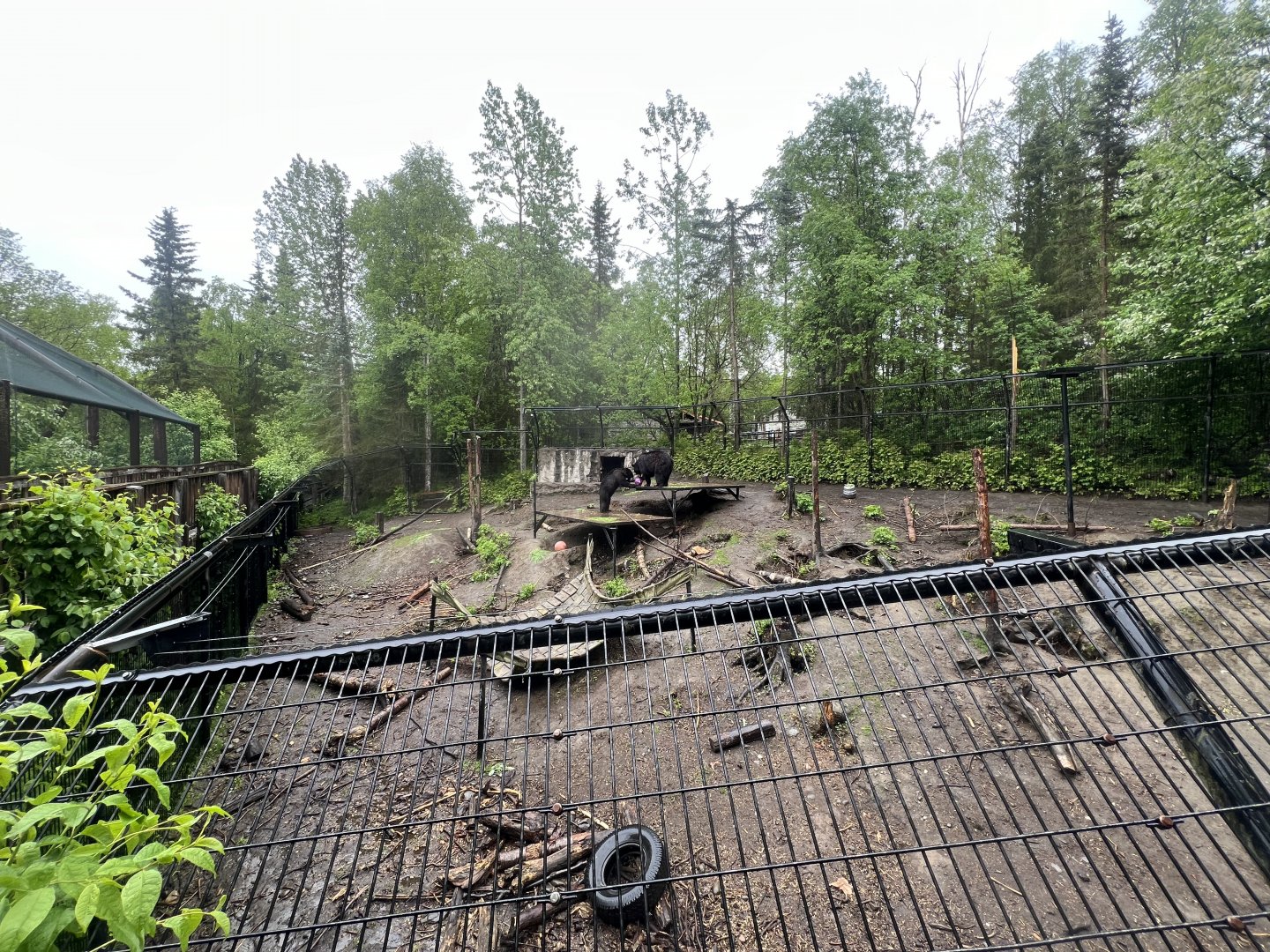 Black Bear Habitat