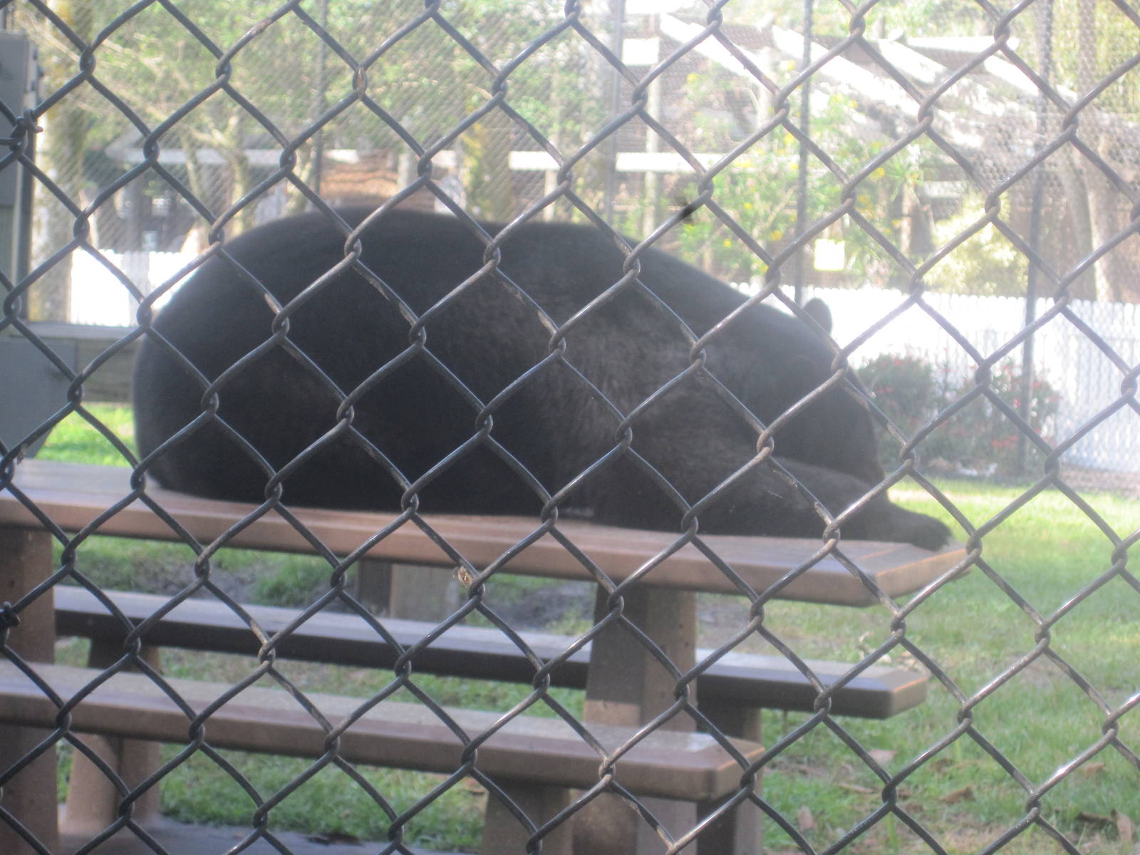 Black Bear Hammock- American Black Bear