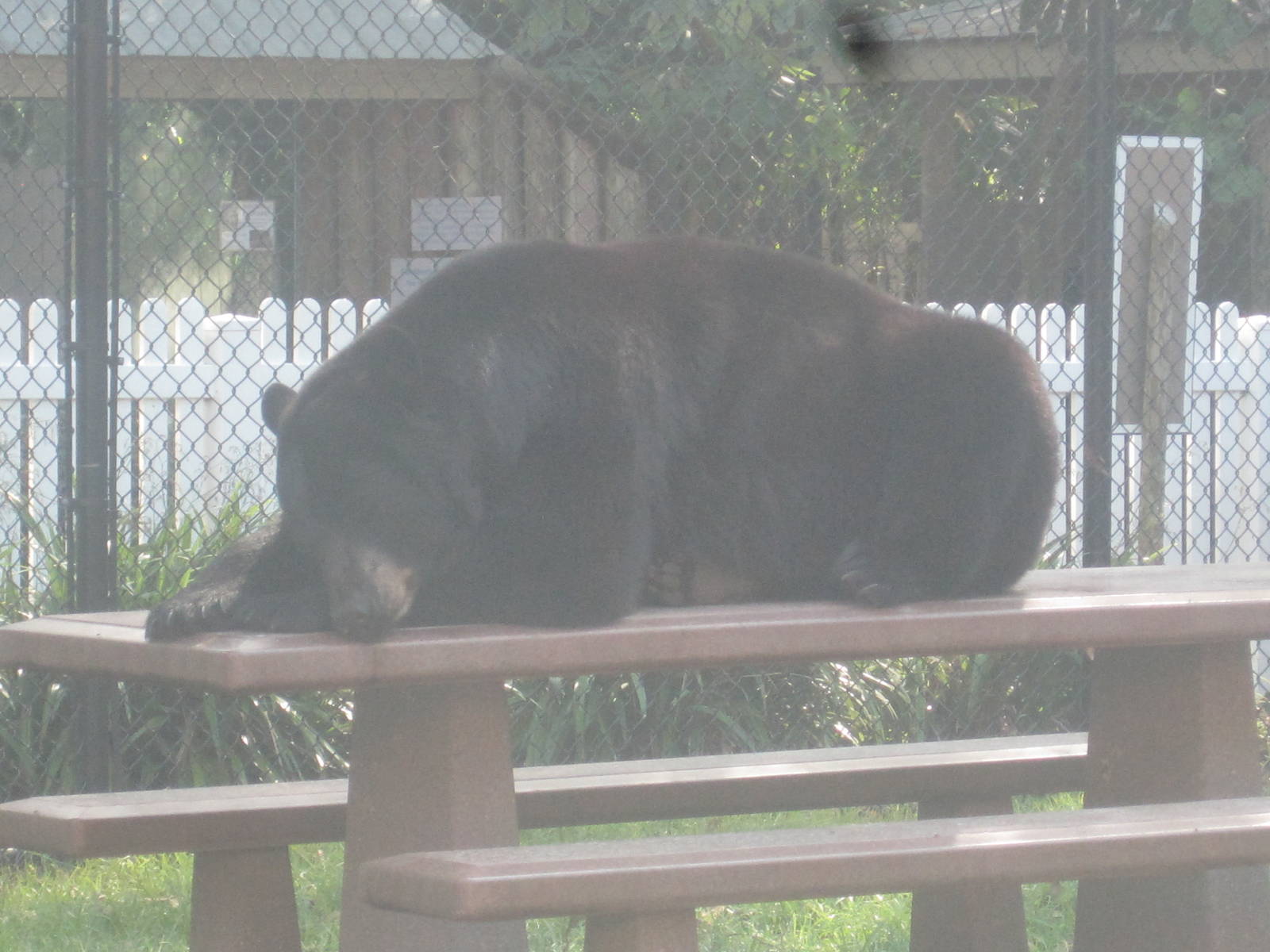 Black Bear Hammock- Snoozing on a Table