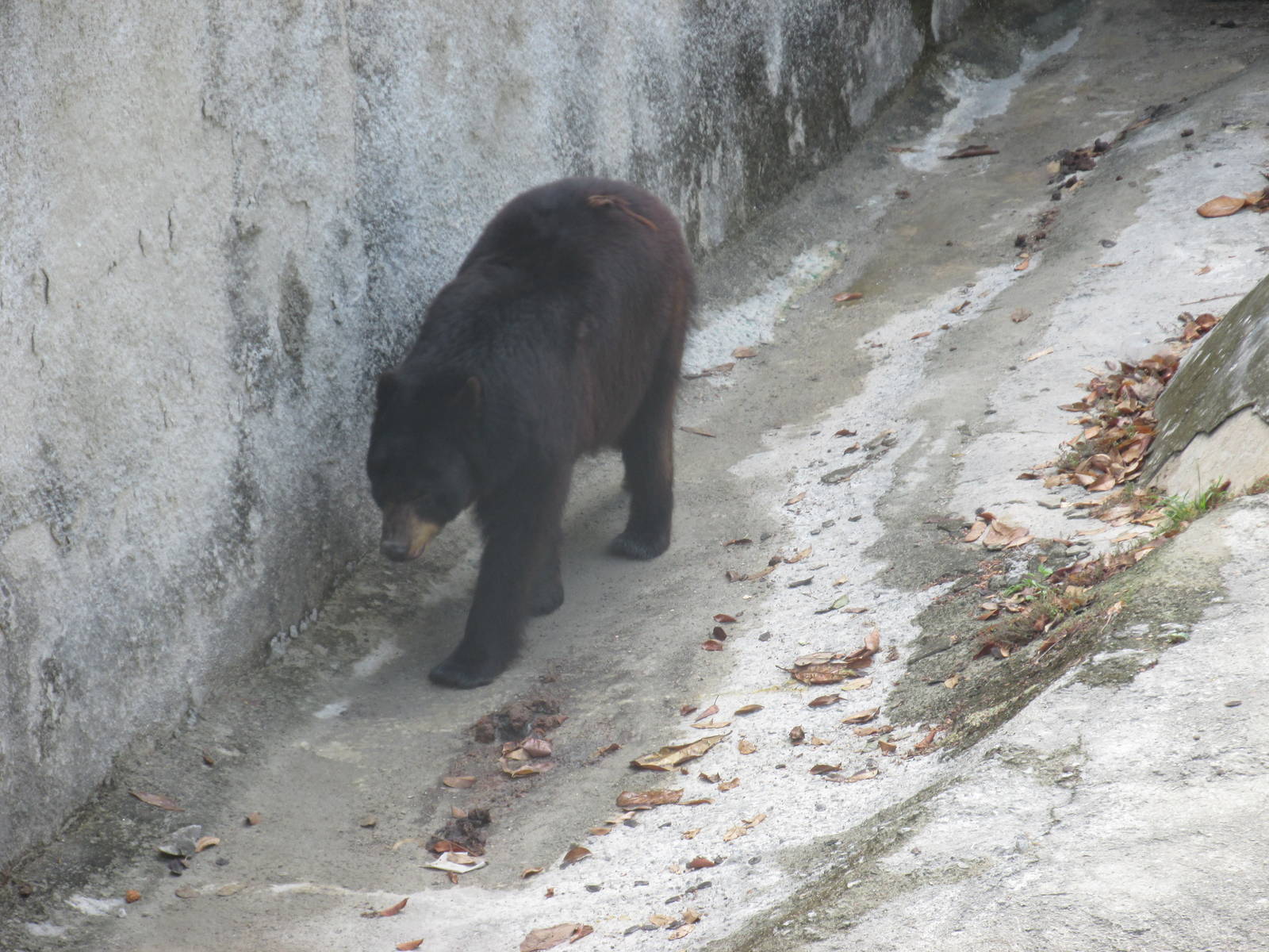 black bear havana zoo
