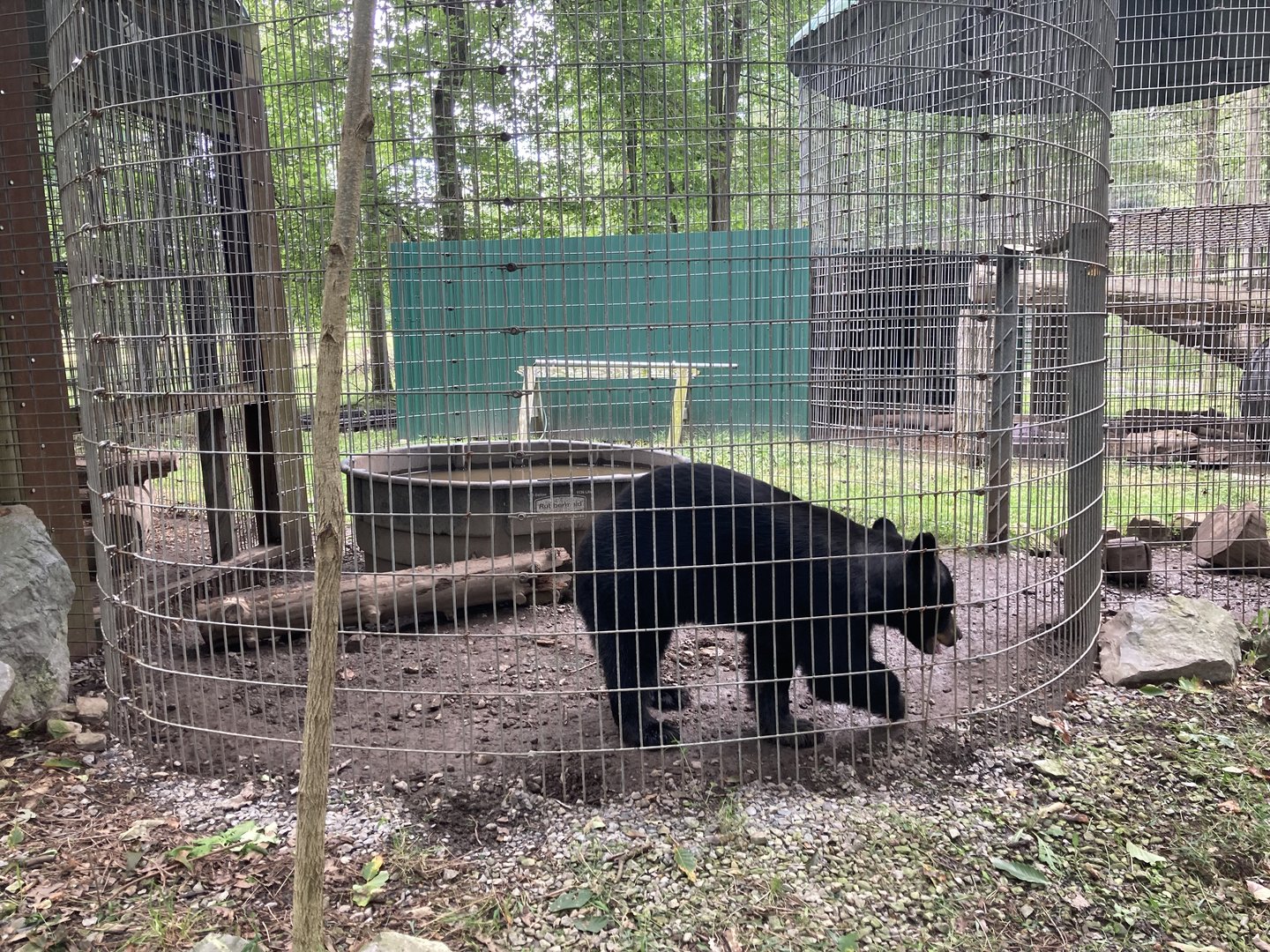 Black Bear in Corn Crib Cages