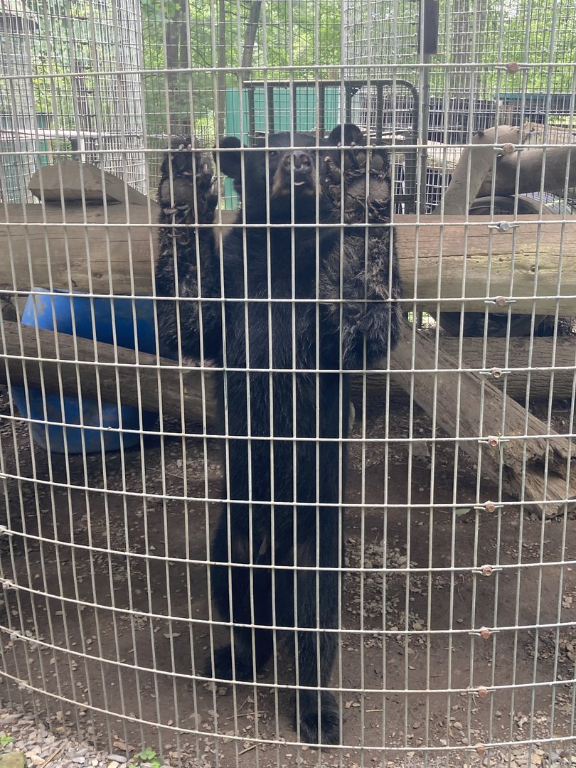 Black Bear in Corn Crib Cages