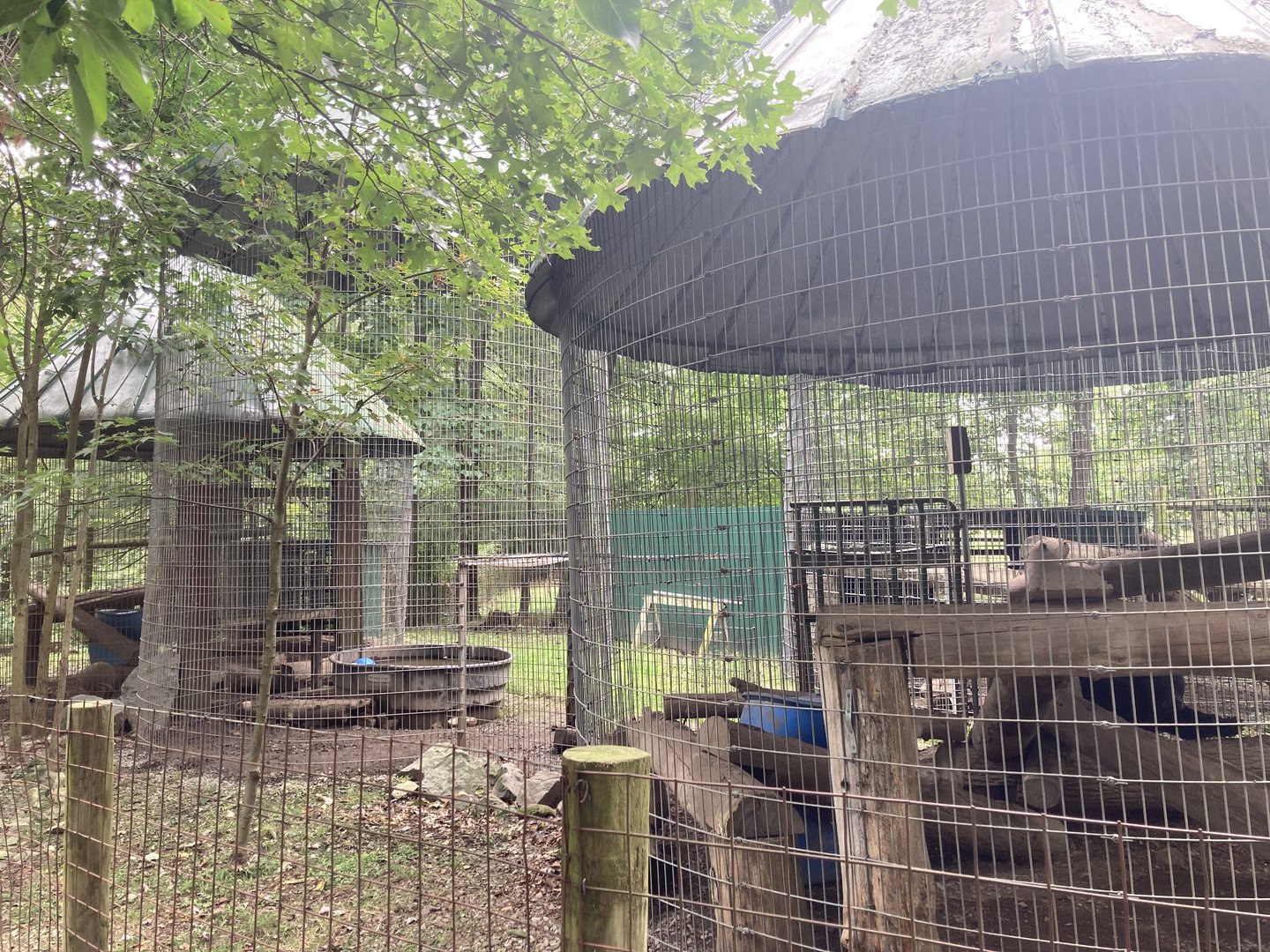 Black Bear in Corn Crib Cages