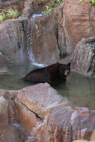 black bear in pond