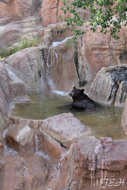 Black bear in pool.