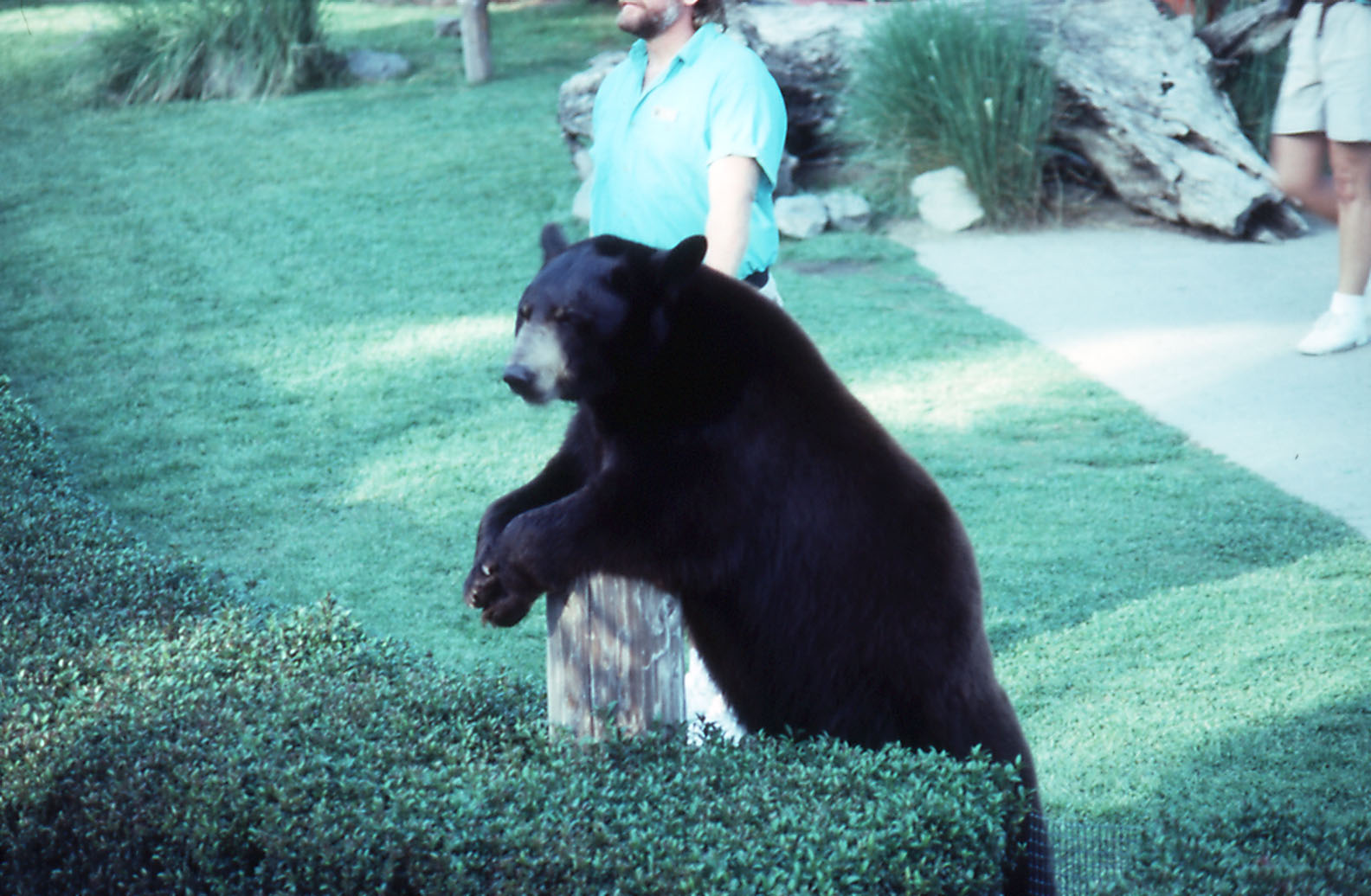 Black Bear in show - 1992