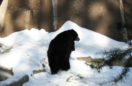 black bear in snow
