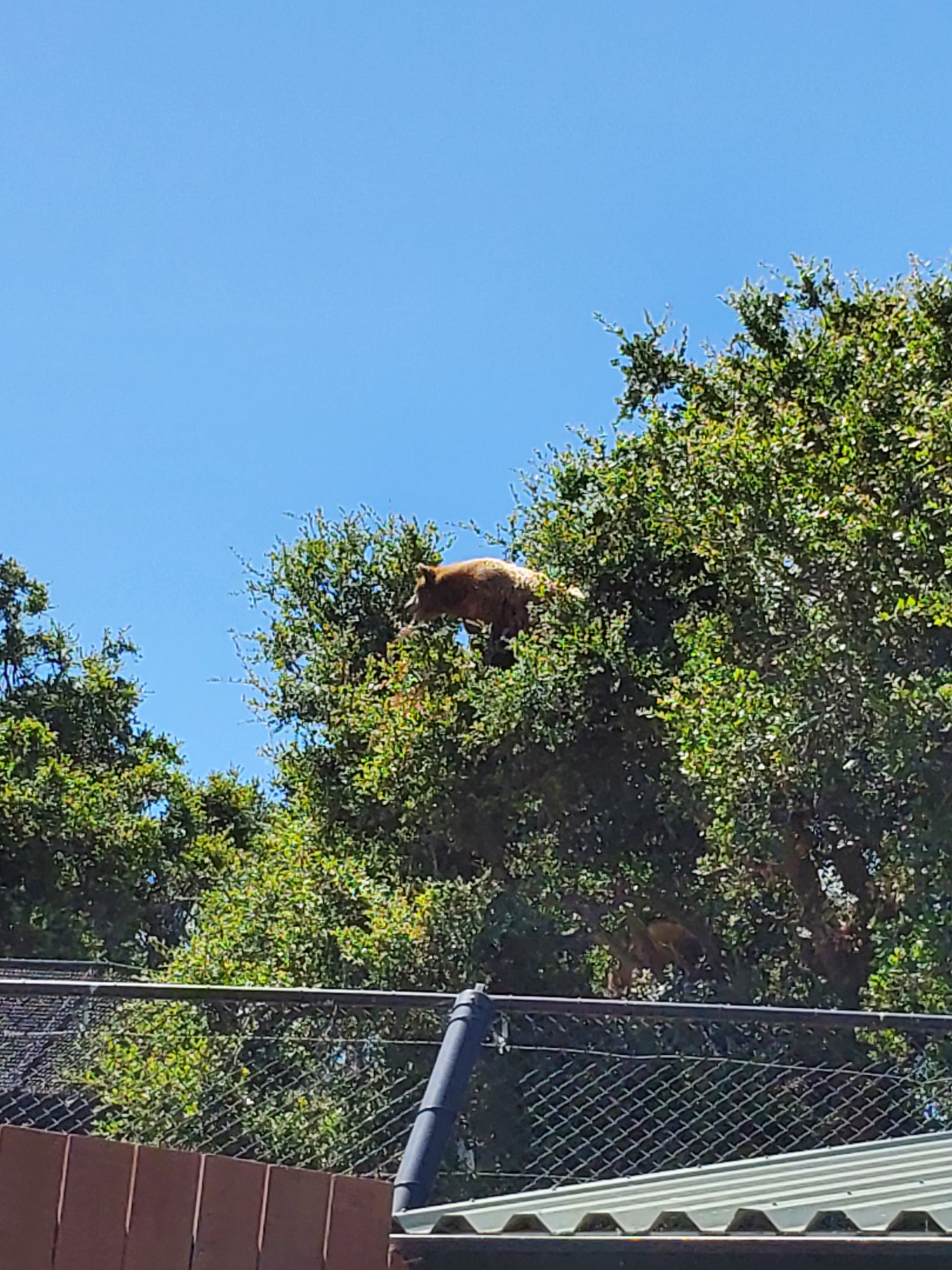 Black bear in trees - 10 Jun 2022