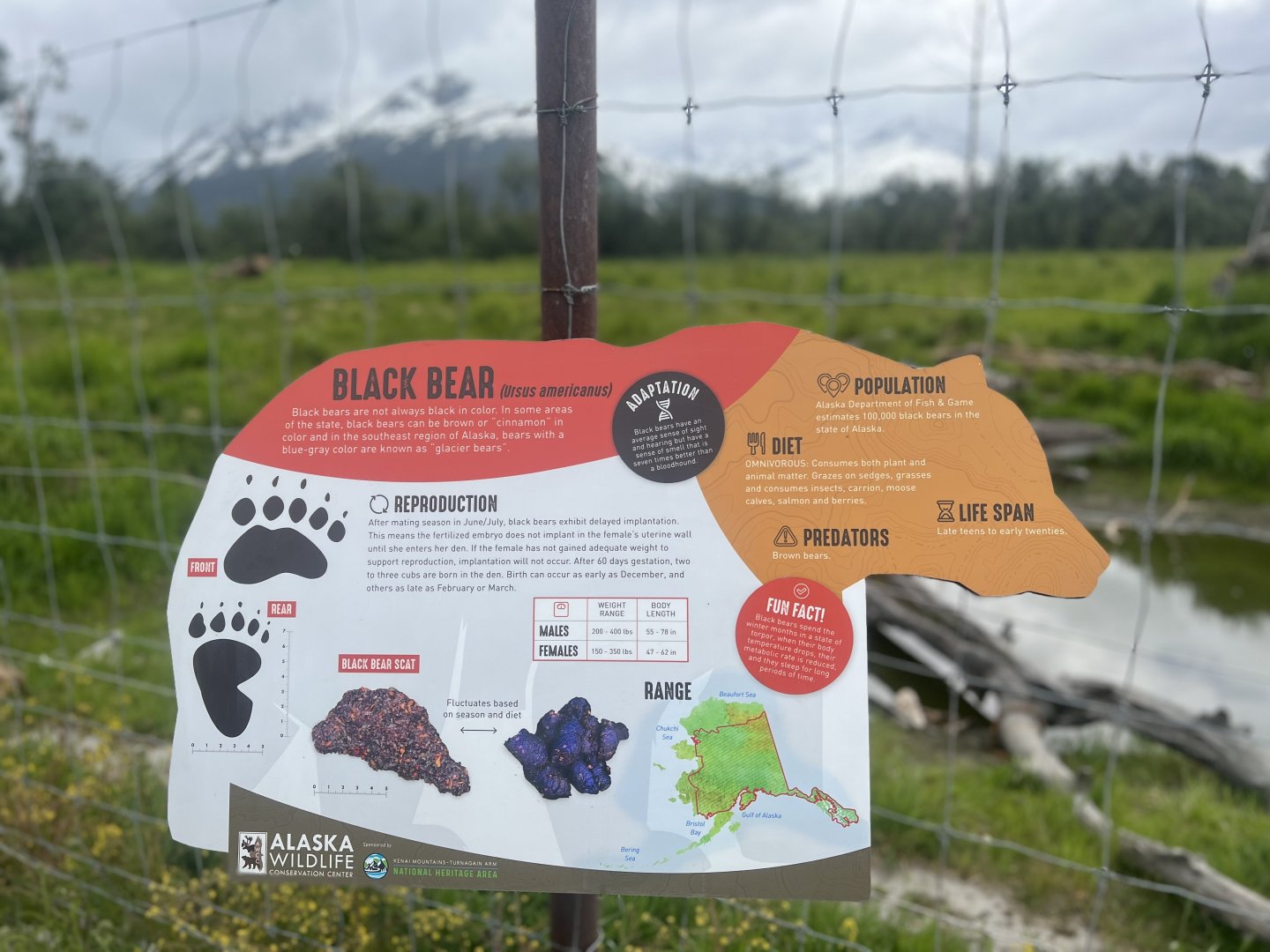 Black Bear Information Sign
