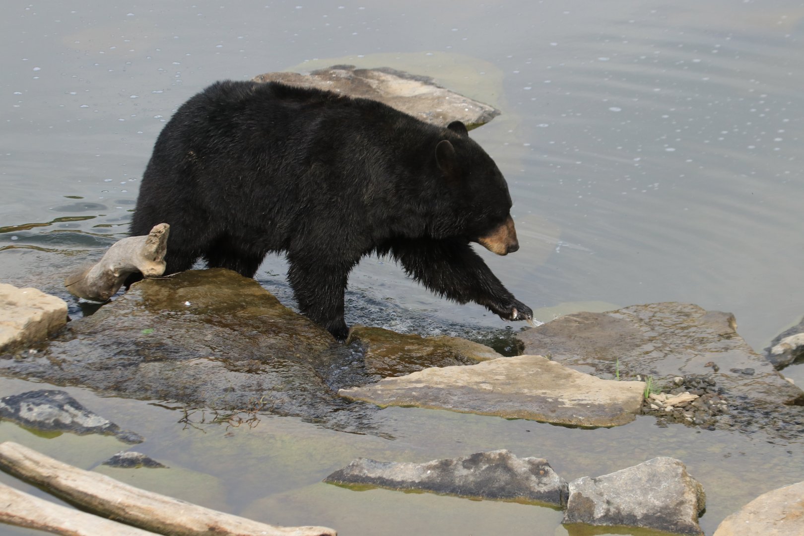 Black bear (July 2019)