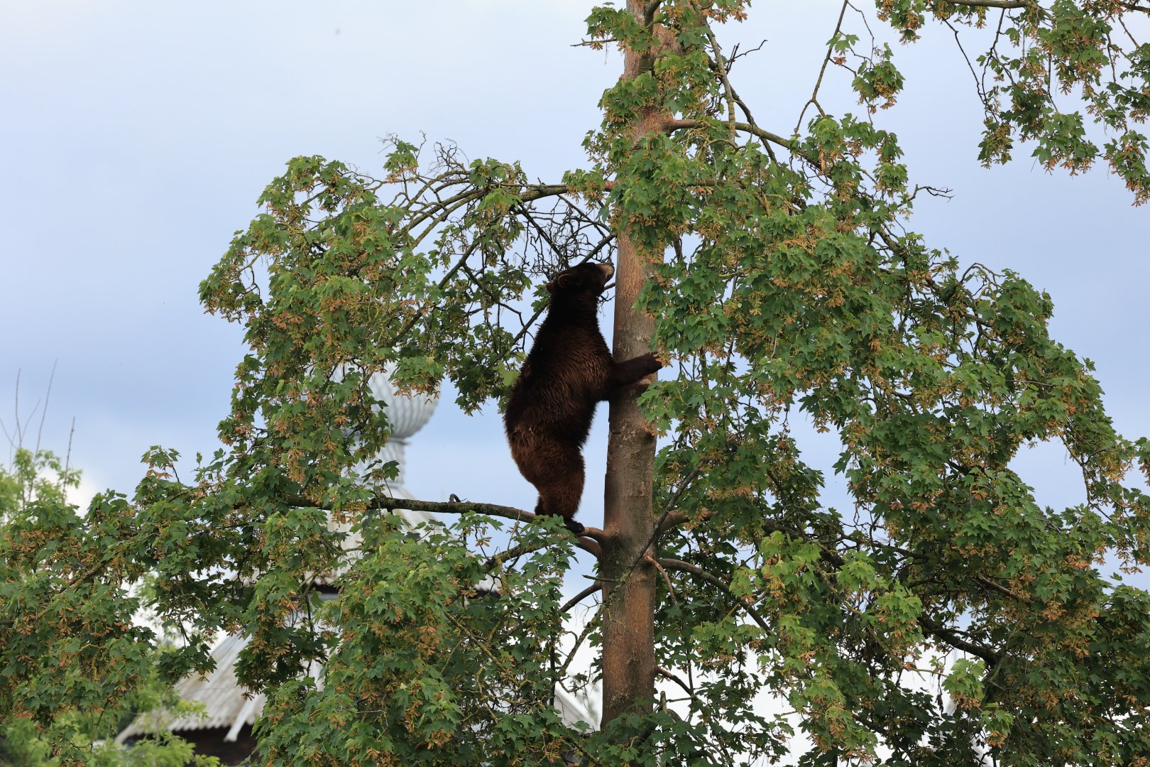 Black bear (July 2021)