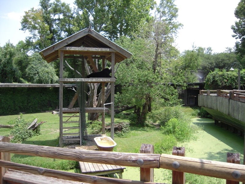 Black Bear - Louisiana Swamp