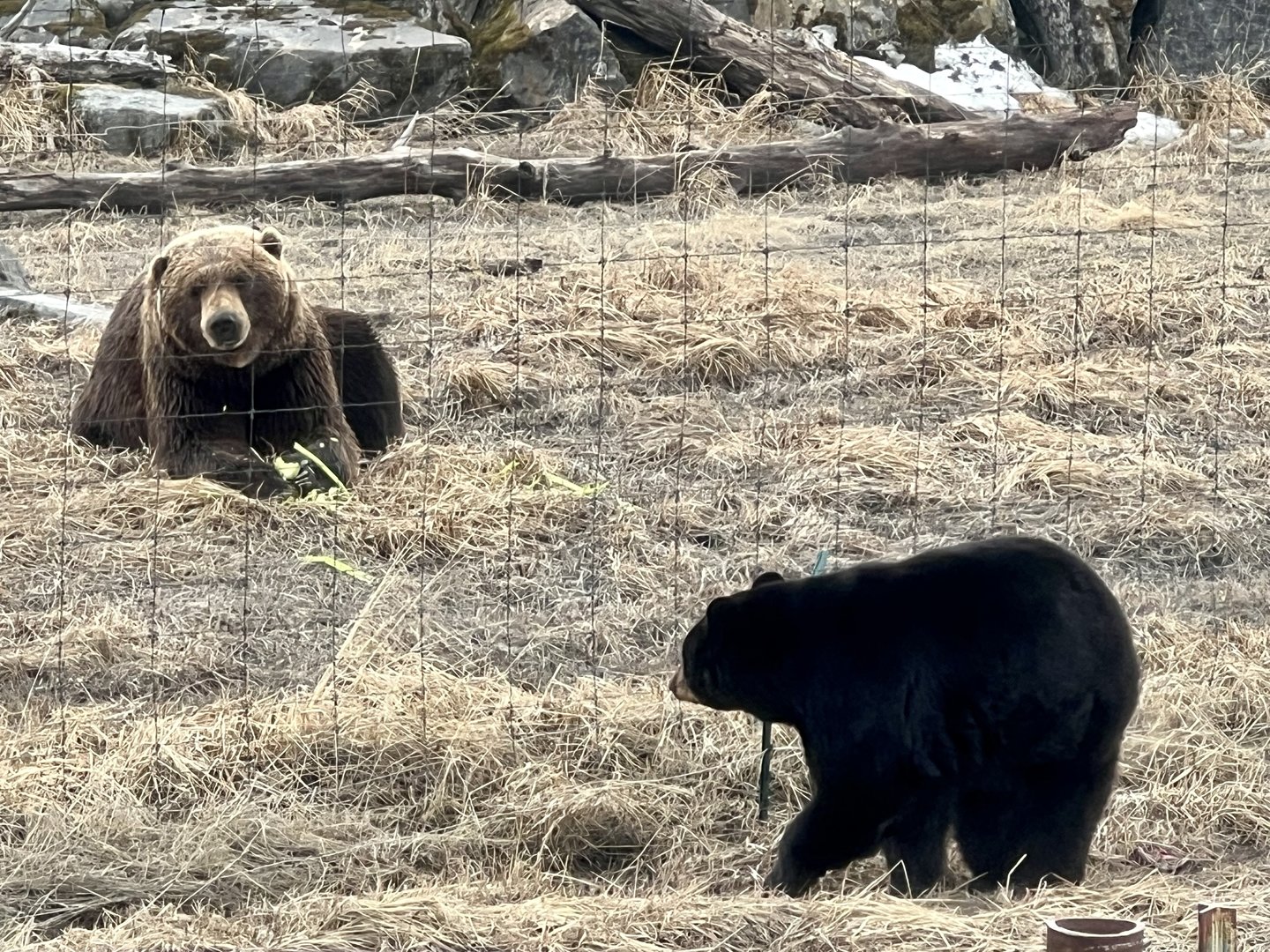 Black Bear observing Brown Bear