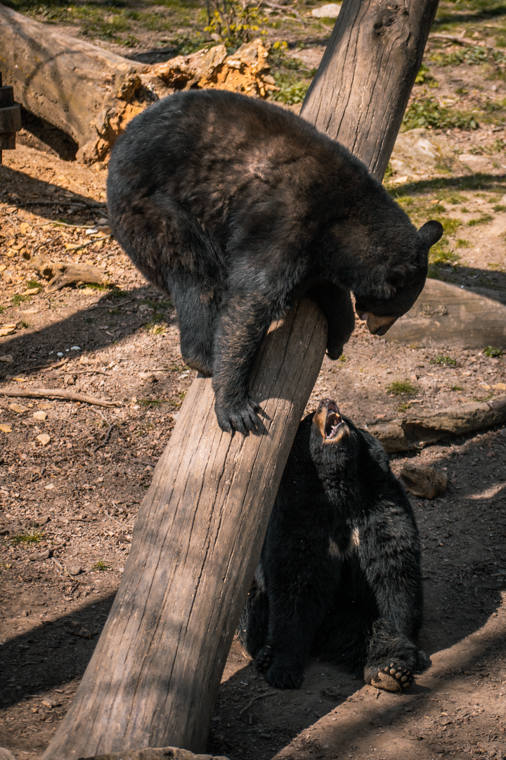 Black Bear playing