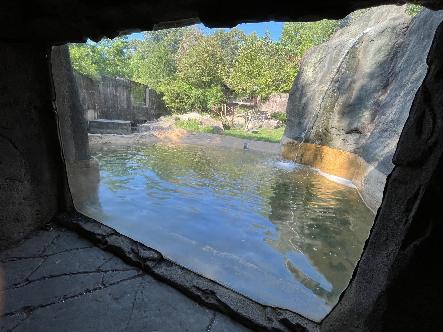 Black Bear Pool Viewing