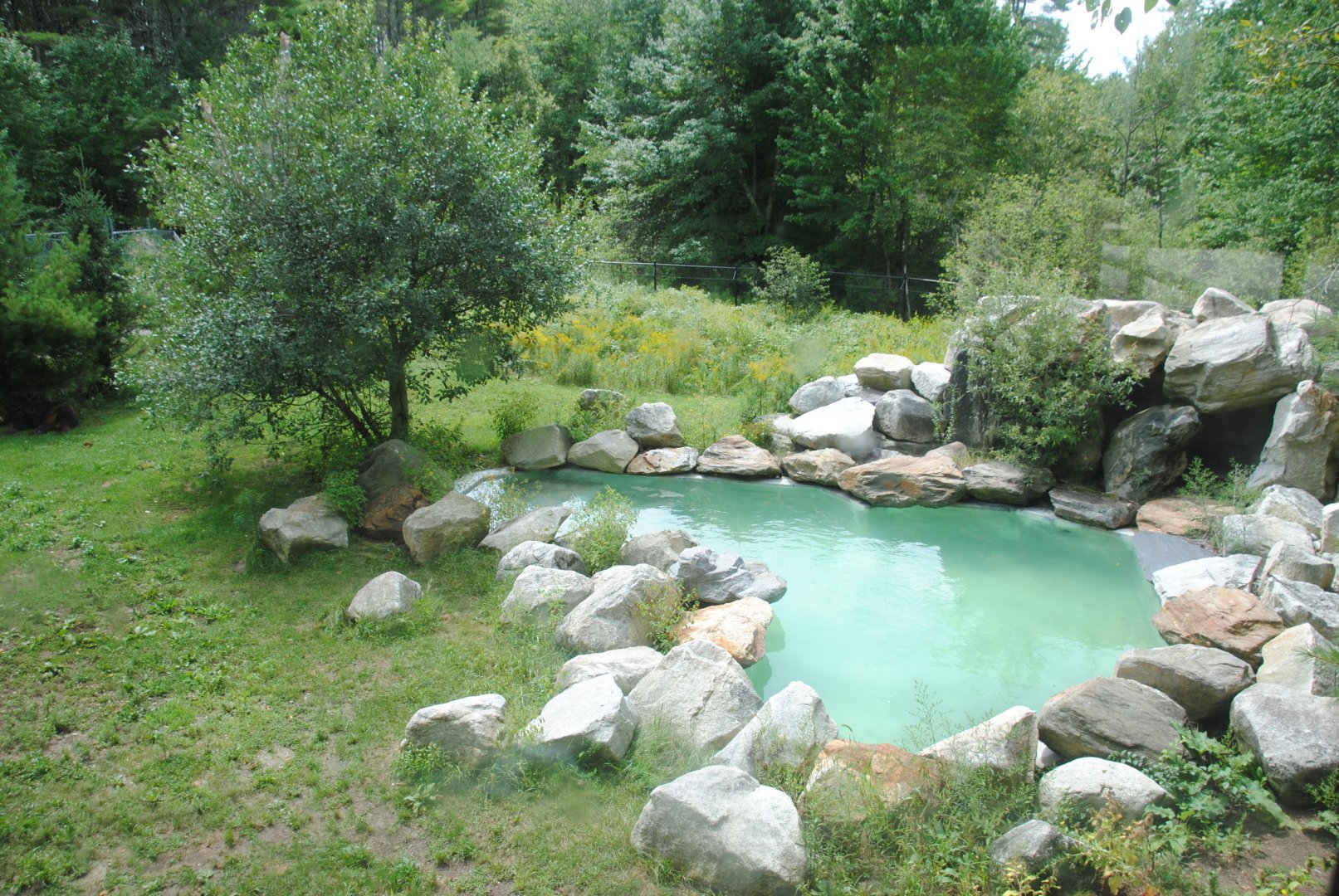 Black Bear pool