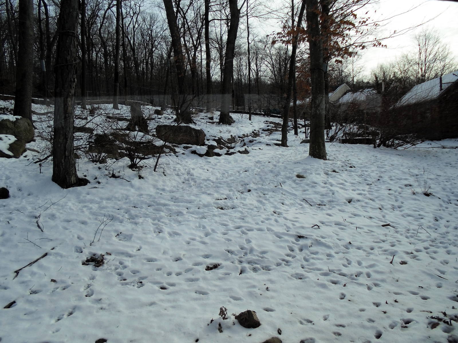 Black Bear/Red Fox Exhibit