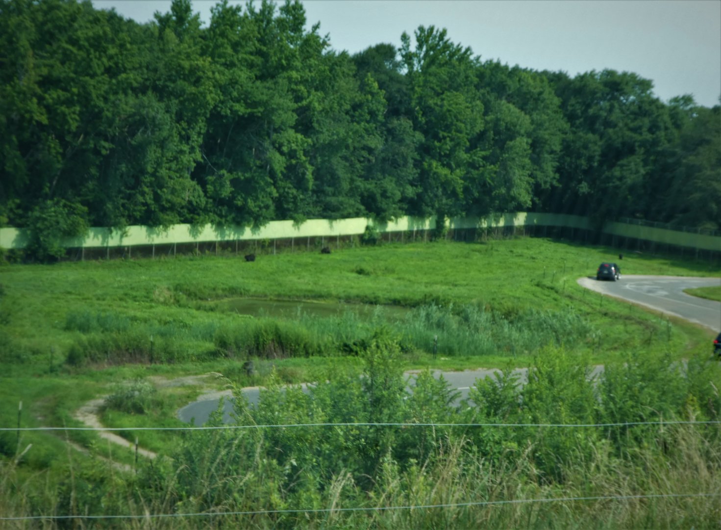 Black Bear Ridge - American Black Bear Exhibit 1