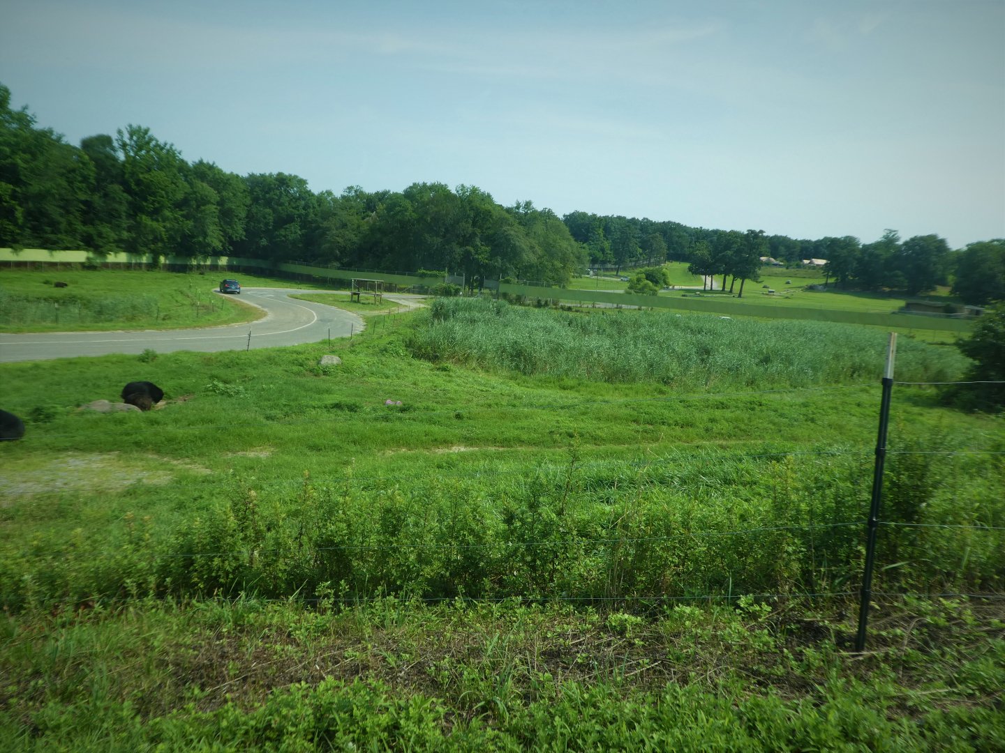 Black Bear Ridge - American Black Bear Exhibit 2