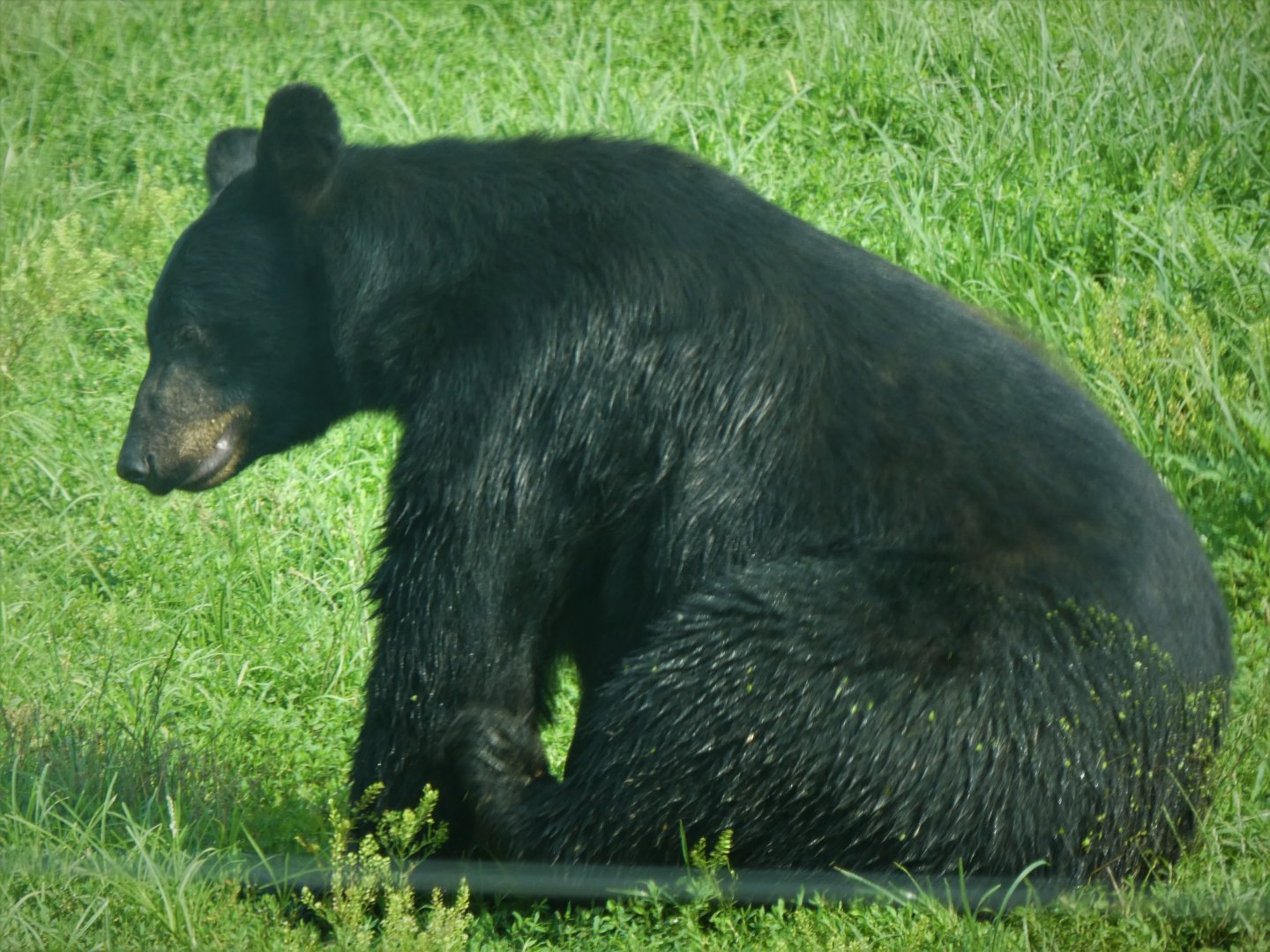 Black Bear Ridge - American Black Bear