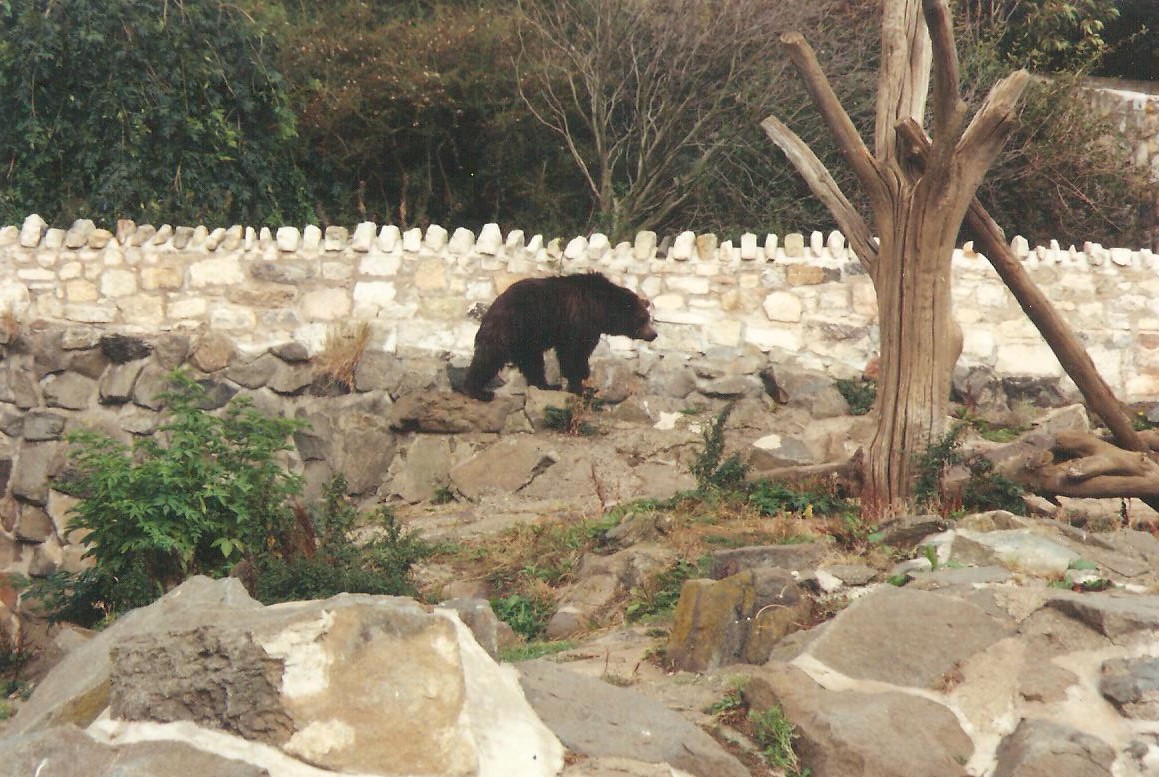 Black Bear Rock Edinburgh Zoo