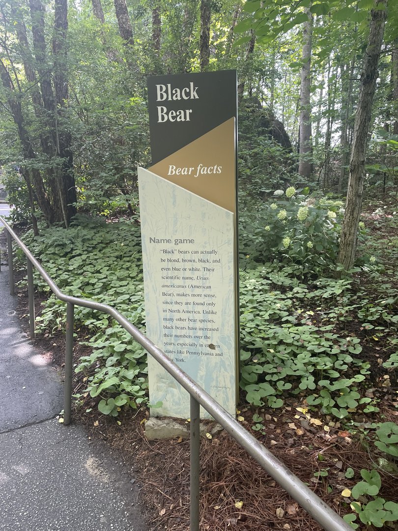 Black Bear Signage