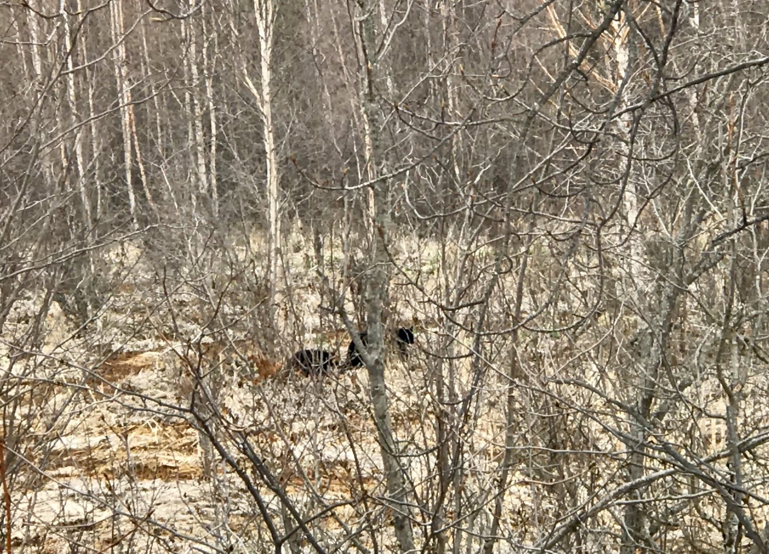 Black Bear Sow and Cub - Alaska