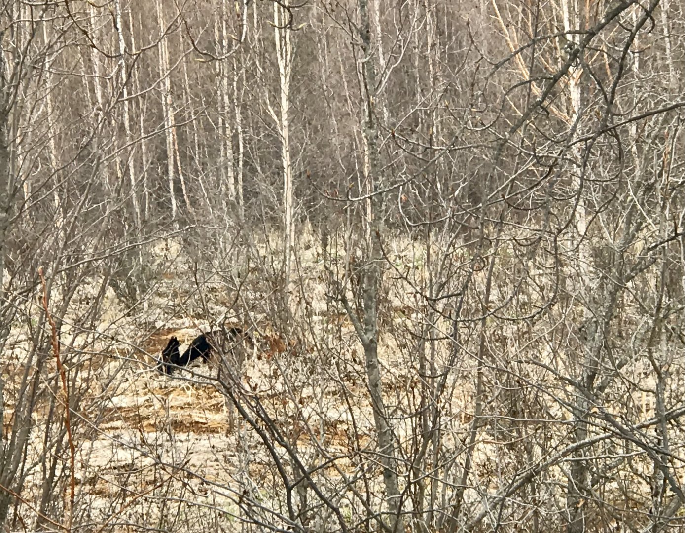 Black Bear Sow and Cub - Alaska