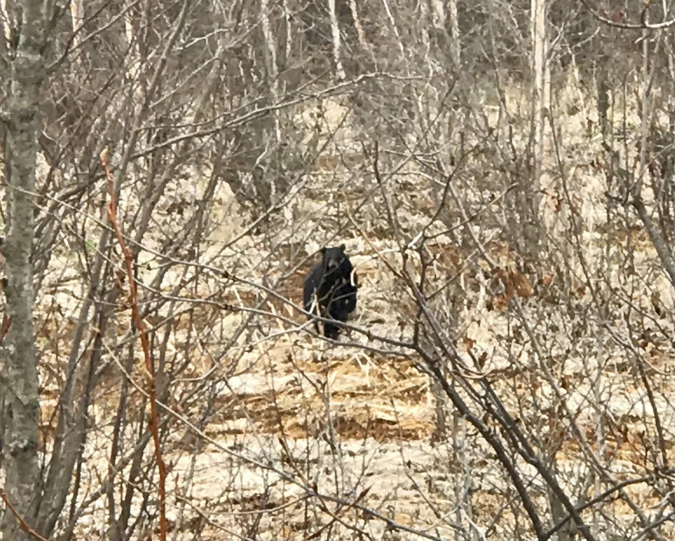 Black Bear Sow with Cub - Alaska