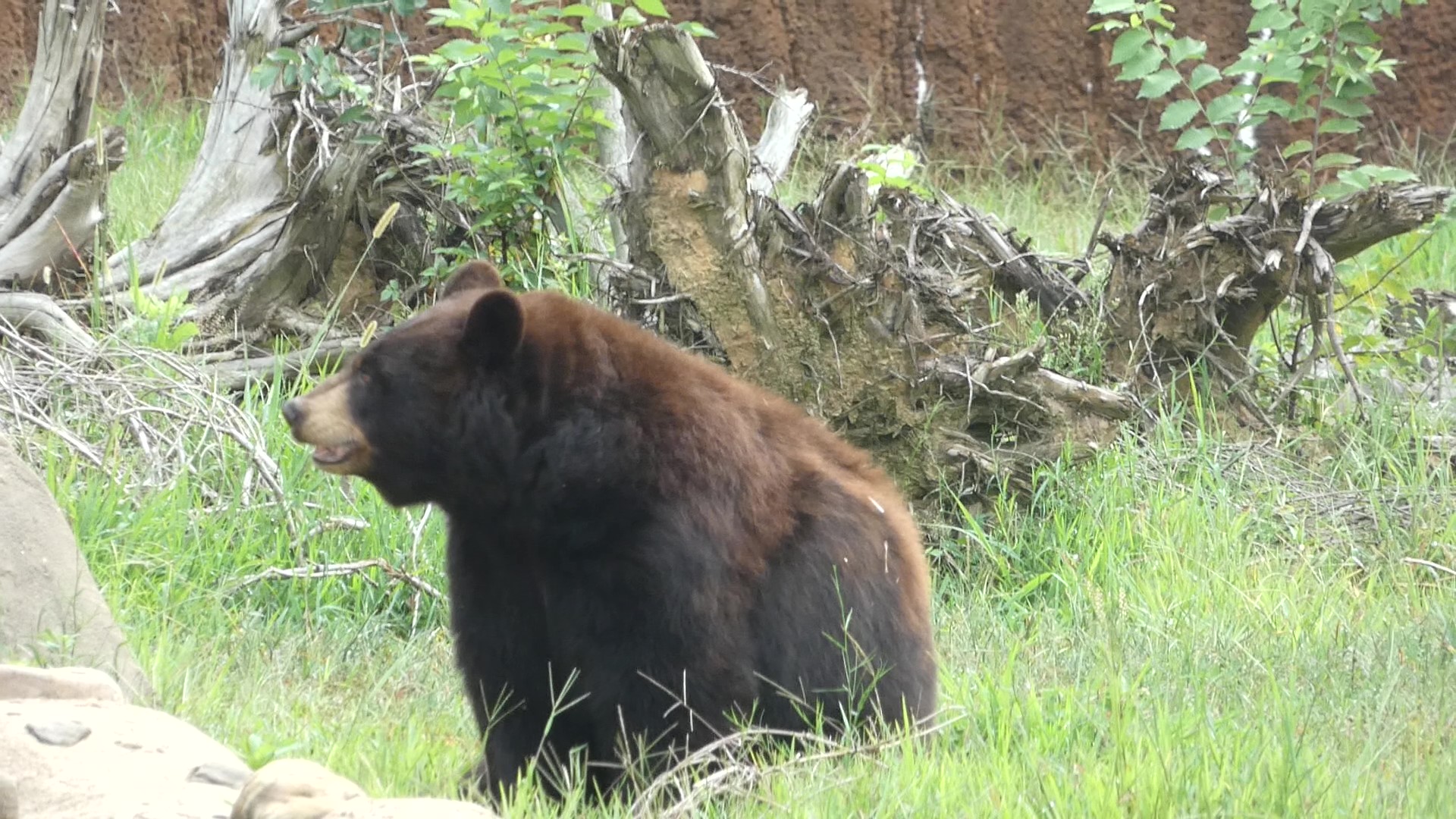 Black Bear, Teton Trek, Aug 2020