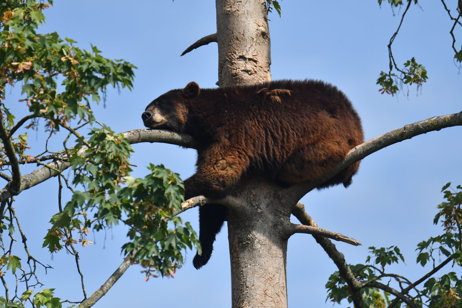 Black bear (Ursus americanus)