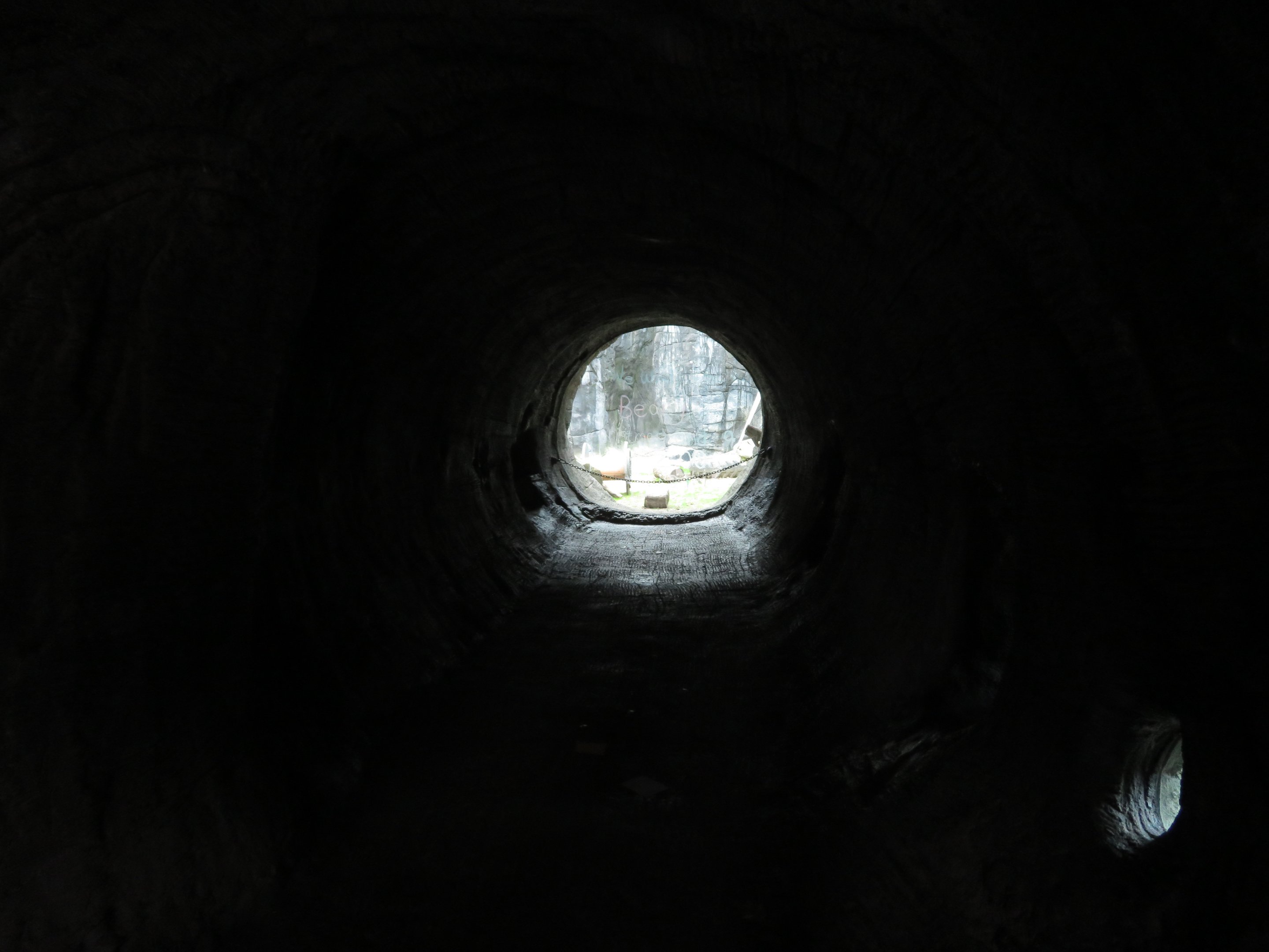 Black Bear Viewing Tunnel